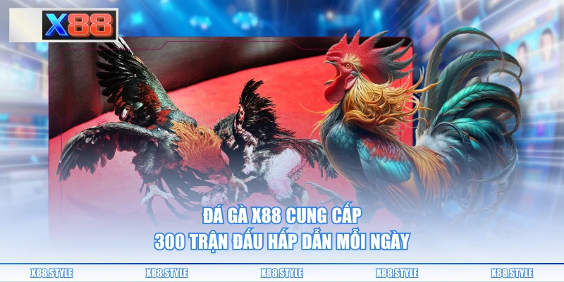 Đá gà X88 cung cấp 300 trận đấu hấp dẫn mỗi ngày